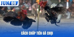 cách chấp tiền gà chọi