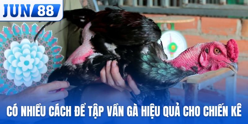 Có nhiều cách để tập vần gà hiệu quả cho chiến kê