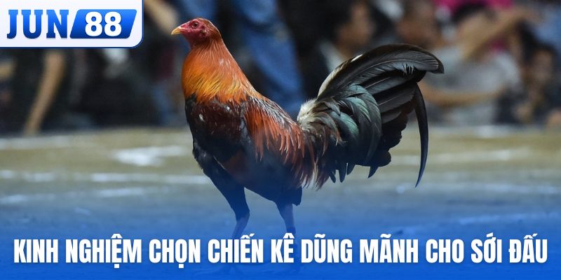 Kinh nghiệm chọn chiến kê dũng mãnh cho mọi sới đấu