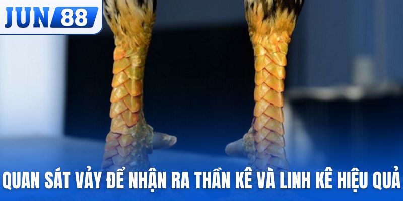 Quan sát vảy để nhận ra thần kê và linh kê hiệu quả